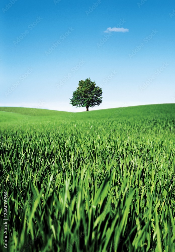 Fototapeta premium Scene of the green field and tree under the bright blue sky. 