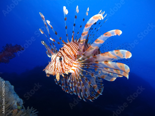 Underwater world in deep water in coral reef and plants flowers flora in blue world marine wildlife, travel nature beauty exploration in diving trip,adventures recreation dive. Fish, corals, creatures
