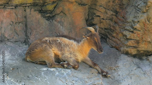 Mountain Goat (Himalayan Tahr)