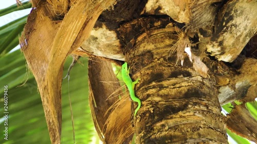 Close up of a green day gecko (Phelsuma sundbergi) on a palm tree filmed on La Digue, Seychelles with a nice bokeh. photo