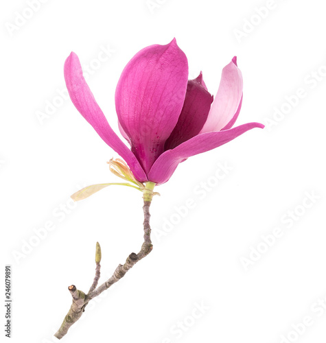 magnolia flower branch isolated on white background © xiaoliangge