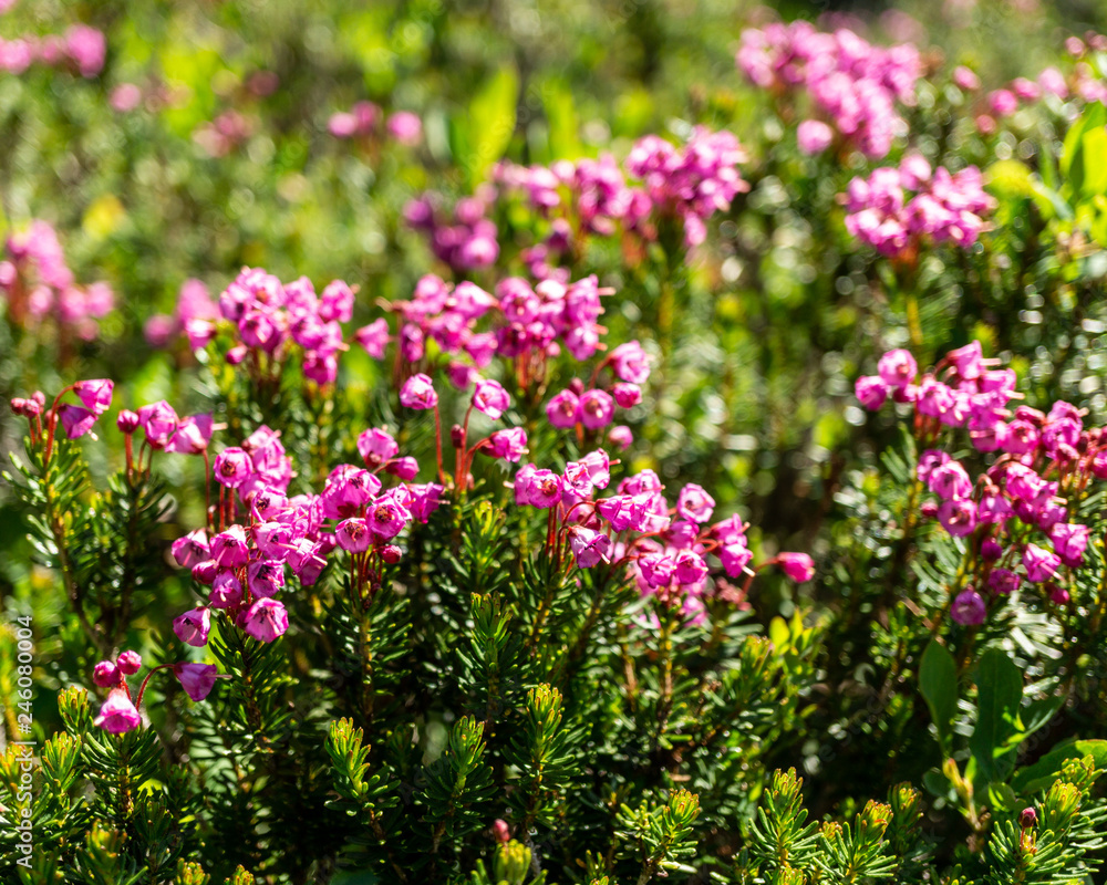 Wild meadow flowers as a floral nature background. Wild meadow flowers as a floral nature background.