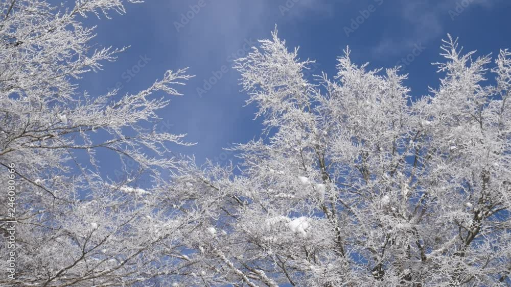snow covered trees and blue sky in the background, snow hiking, snowshoeing on Matese mountain, Campania, Italy snow covered trees and blue sky in the background, snow hiking, snowshoeing on Matese mountain, Campania, Italy