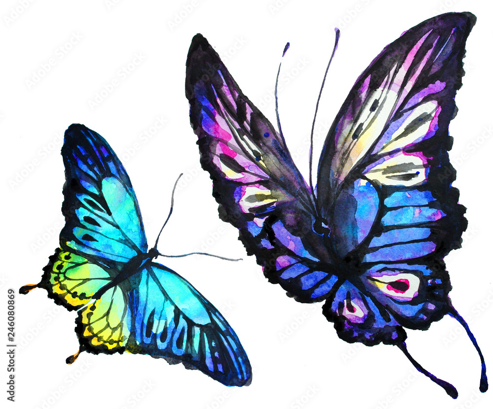Obraz piękny motyl, akwarela, na białym tle