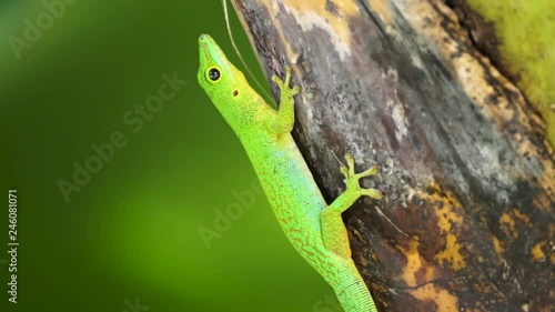 Close up of a green day gecko (Phelsuma sundbergi) on a palm tree filmed on La Digue, Seychelles with a nice bokeh. photo