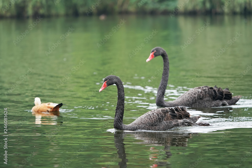 Obraz premium Two black swans float in pond water