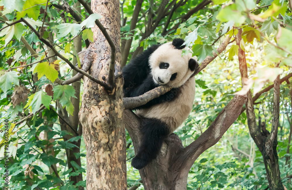 Obraz premium Wielka panda nad drzewem.