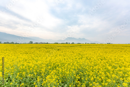 春の菜の花畑