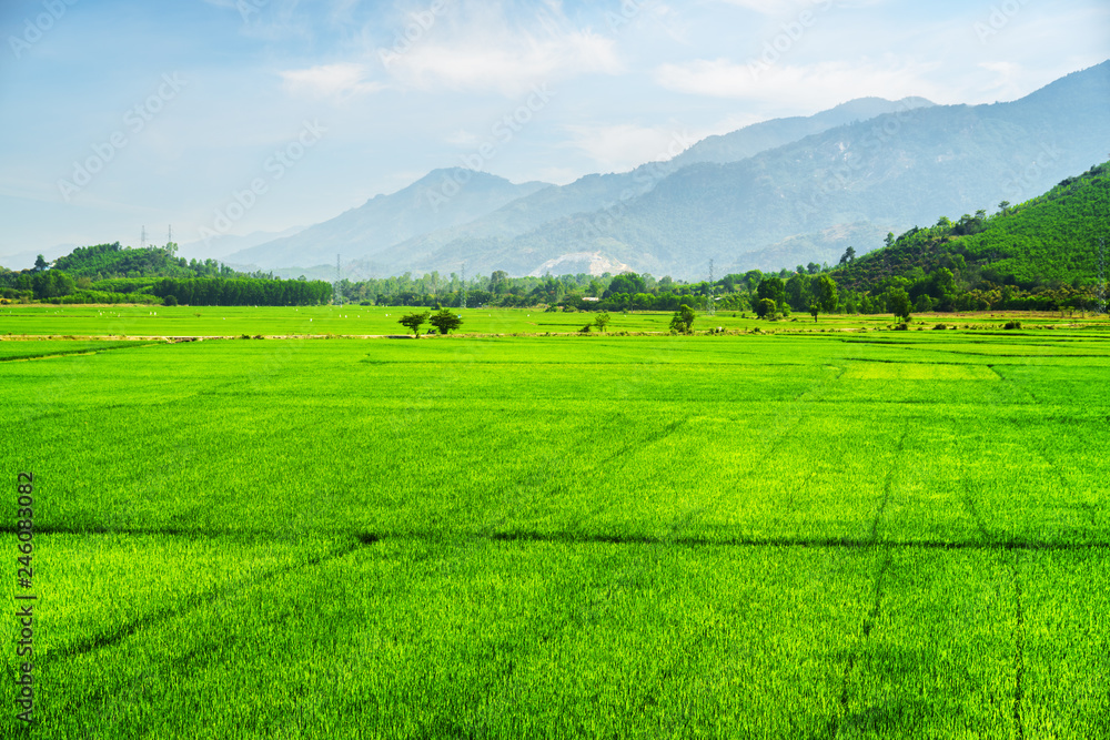 Beautiful bright green rice fields in summer