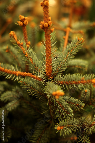 Saplings of pine  spruce  fir  sequoia and other coniferous trees in pots in plant nursery. Shop of plants  garden store. Close up picture.