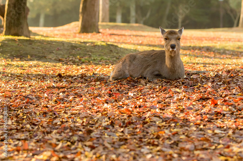紅葉の中でくつろぐ鹿