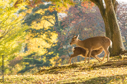 奈良の秋と親子鹿