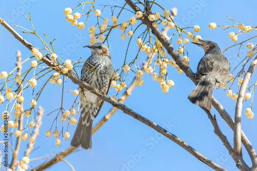 冬、センダンの実とヒヨドリ