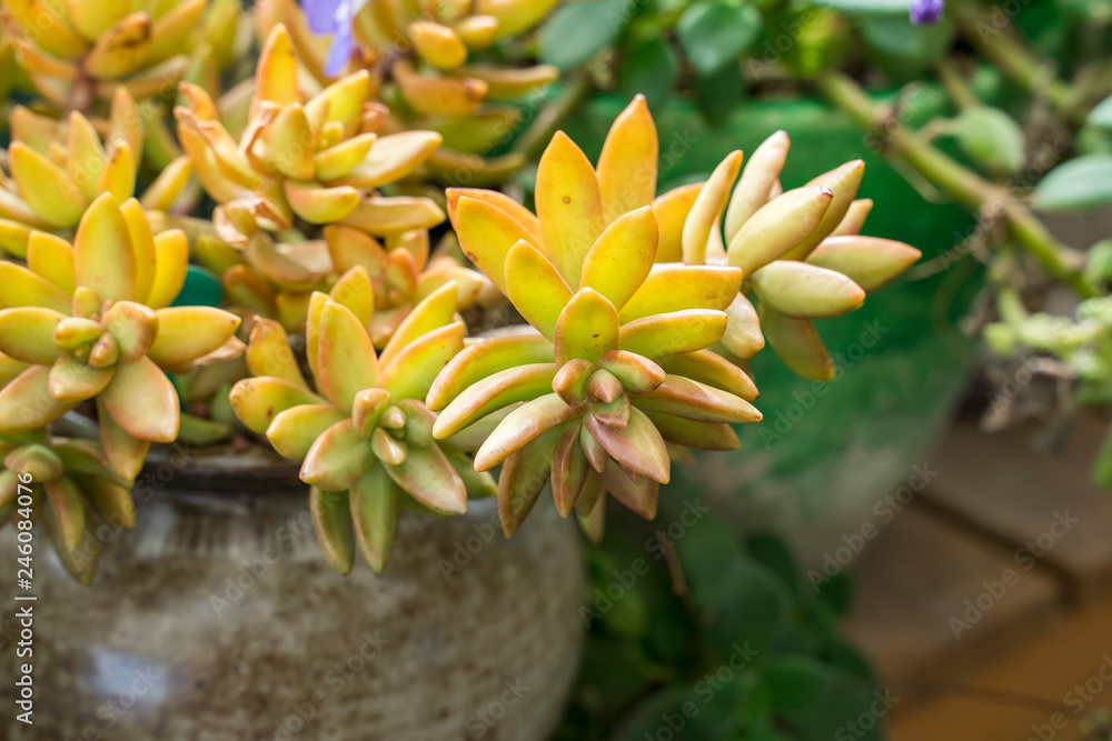 Miniature succulent plants (succulent cactus) at the garden Miniature succulent plants (succulent cactus) at the garden