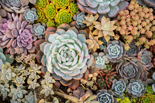 Miniature succulent plants (succulent cactus) at the garden photo