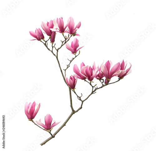 magnolia flower branch isolated on white background