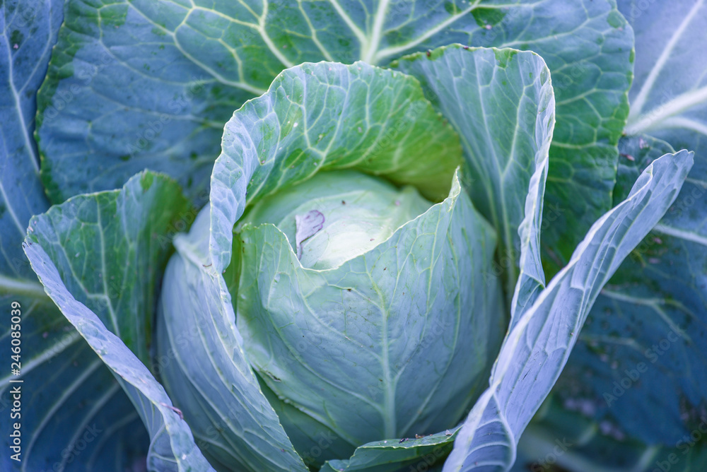 Obraz premium Garden pests larvae eating cabbagehead leaves close up.