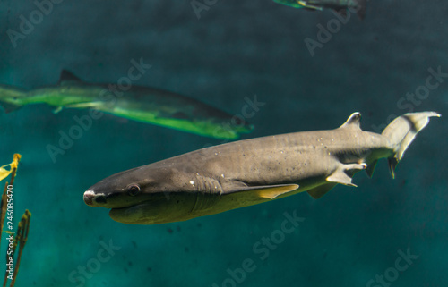 Close up landscape photo of exotic wildlife underwater shark in sea and ocean world