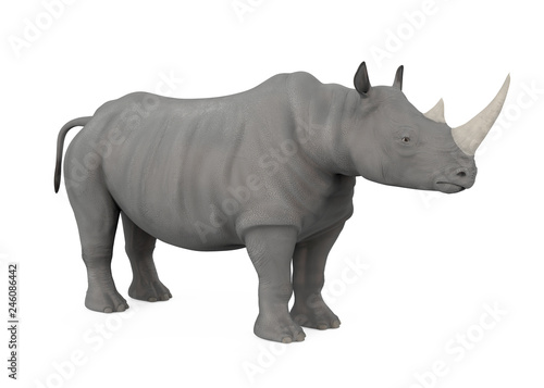 Rhinoceros Isolated
