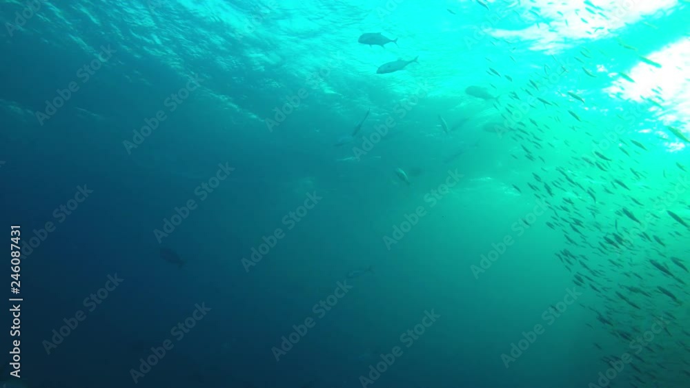 Sardines fish hunted by tuna underwater video Sardines fish hunted by tuna underwater video