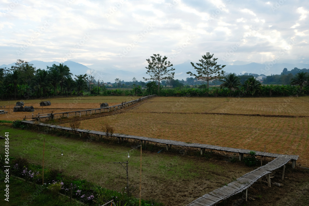 The rice fields after harvesting in the dry season become a place for homestay tourism.