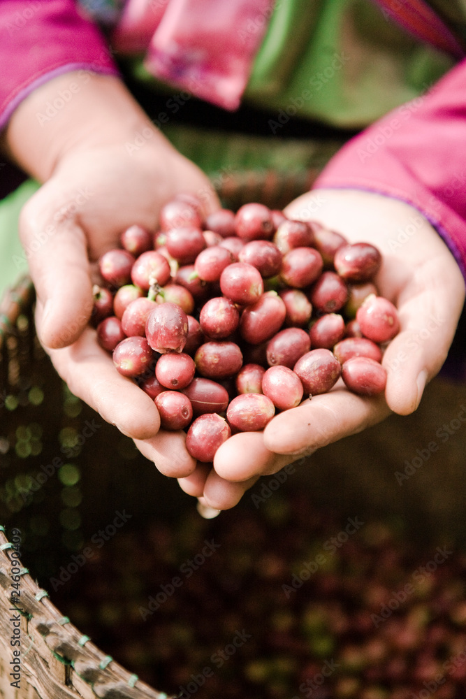 Hill tribe villager holds a handful of ripe coffee beans picked from coffee plants. Hill tribe villager holds a handful of ripe coffee beans picked from coffee plants.