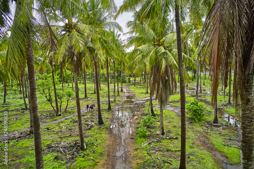 Tropical trees and lonely horse on wet mud road between them