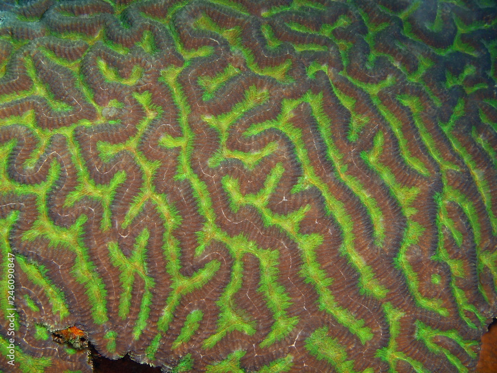 Naklejka premium Kamienny koral