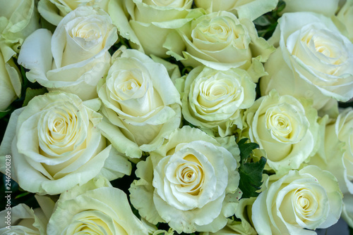 many a gentle flower white rose closeup