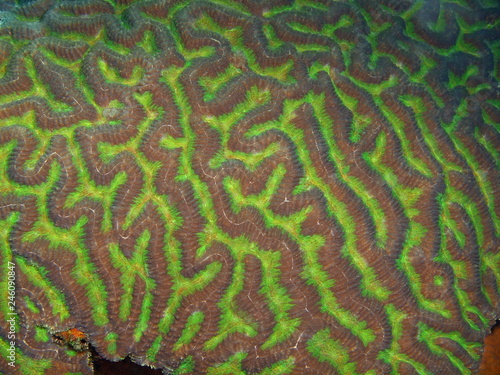 Stone coral