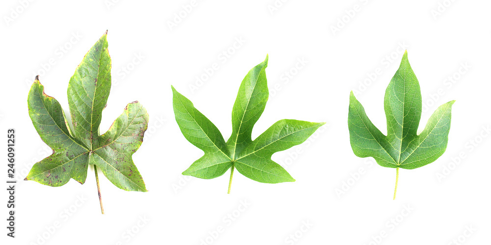 Green Asian leaf isolated on white background. Green Asian leaf isolated on white background.