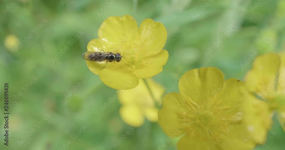 hand hold shoot small fly flying and climbing on yellow flower on summer garden hand hold shoot small fly flying and climbing on yellow flower on summer garden