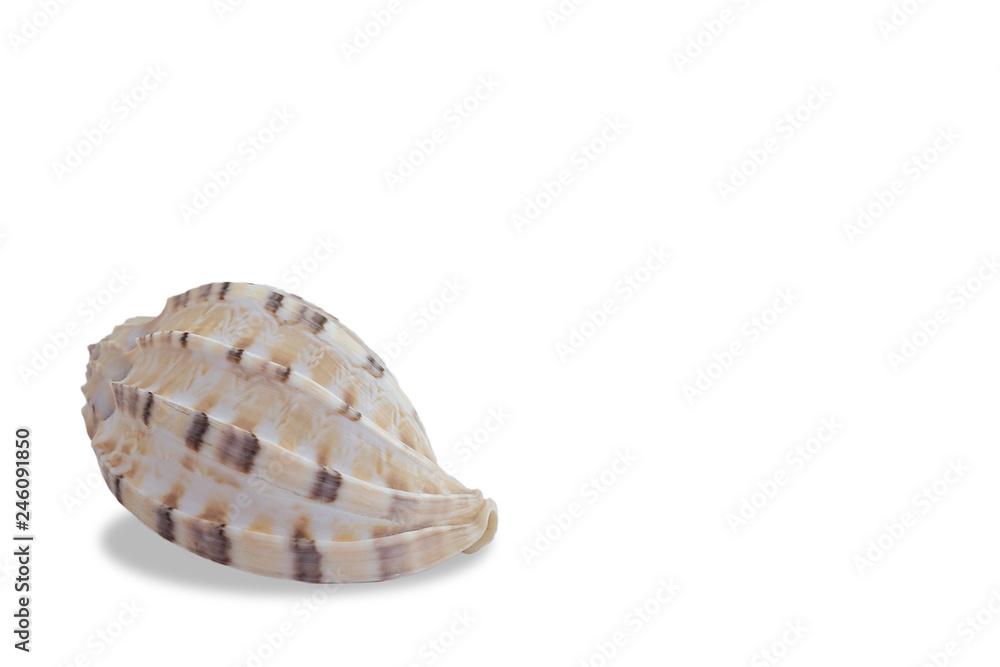 conch seashell on white background conch seashell on white background