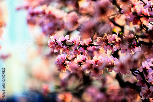 In full bloom in the peach blossom © pdm