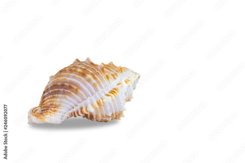 conch seashell on white background
