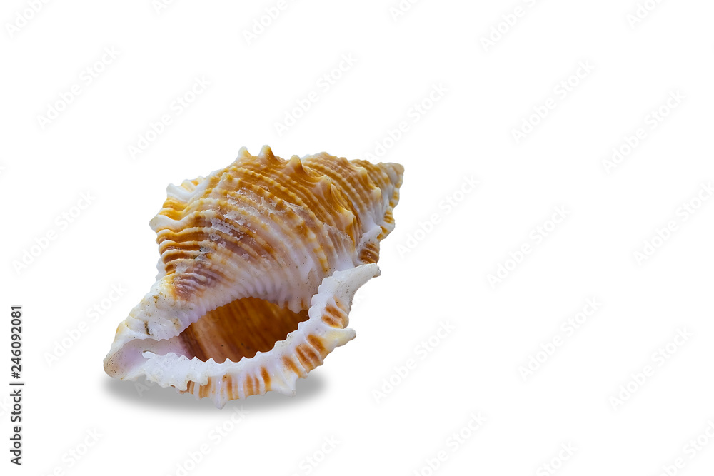 conch seashell on white background