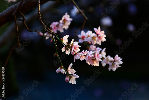 In full bloom in the peach blossom © pdm
