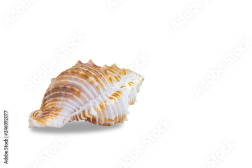 conch seashell on white background