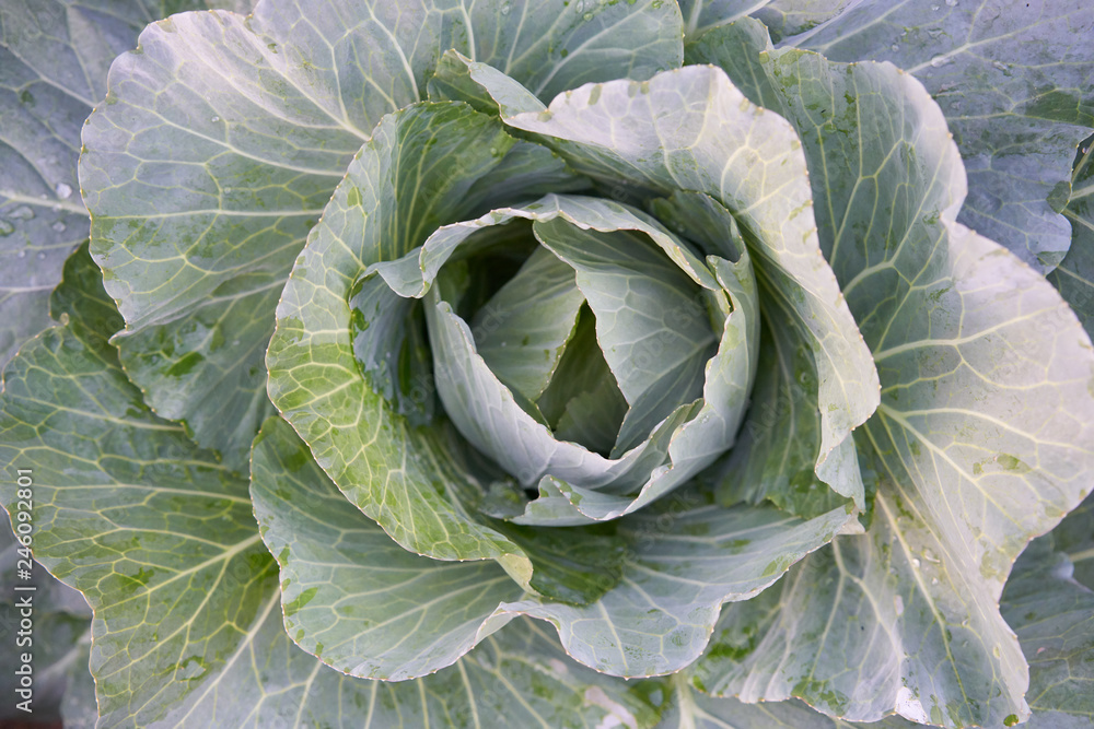Obraz premium Fresh organic cabbage in the field.