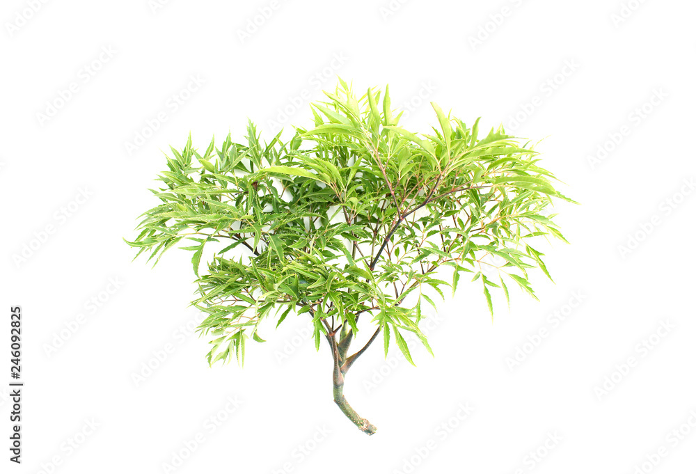 Green Asian leaf isolated on white background. Green Asian leaf isolated on white background.