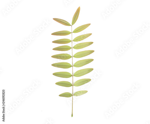 Green Asian leaf isolated on white background.