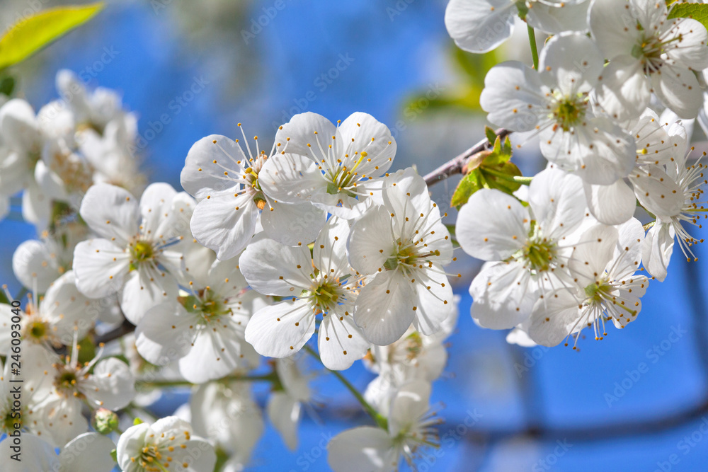 beautiful cherry blossoms in the garden. Spring season beautiful cherry blossoms in the garden. Spring season
