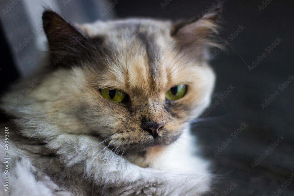 Cats Cats