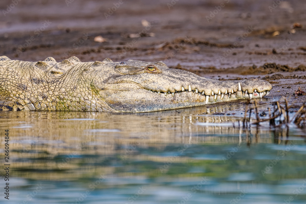 American crocodile in the Tarcoles river American crocodile in the Tarcoles river