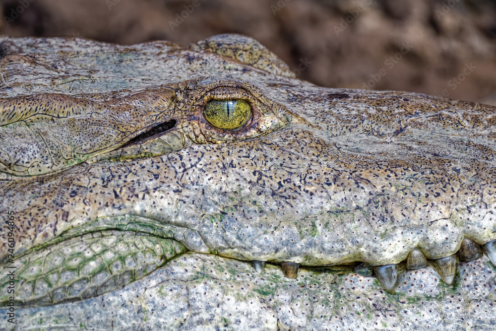 Fototapeta premium Closeup of an american crocodile in the Tarcoles river