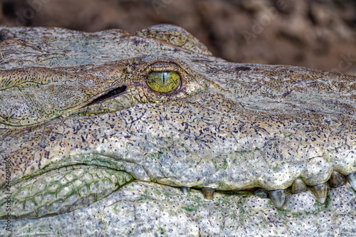Closeup of an american crocodile in the Tarcoles river © Thorsten Spoerlein