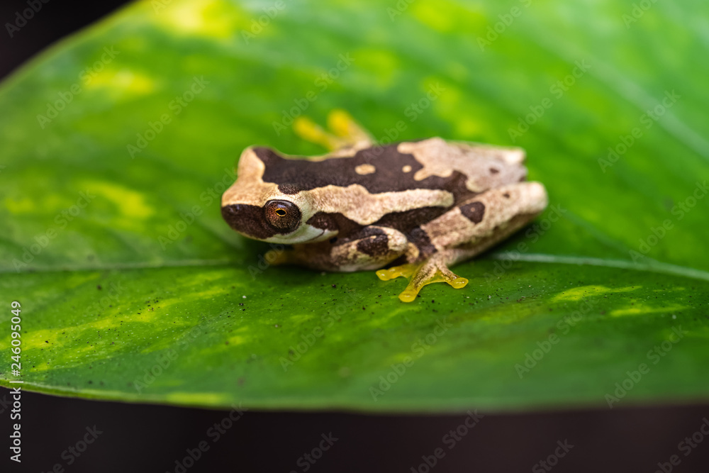 Young hourglass tree frog sitting on a leaf Young hourglass tree frog sitting on a leaf