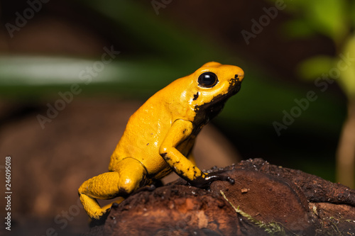 Golden poison frog on a fallen log © Thorsten Spoerlein