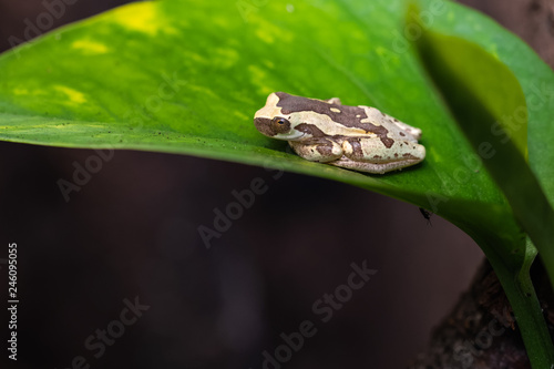 Young hourglass tree frog sitting on a leaf