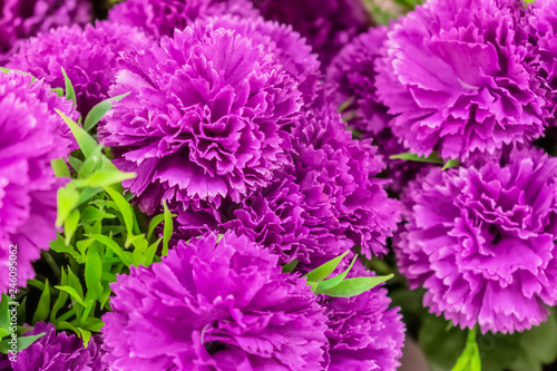 Purple Flowers Macro Photo